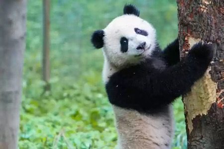 Understanding Google's Regular Panda Update - brightedge
